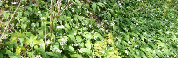 Frühjahrsputz  –  Qigong meets Wildpflanzen